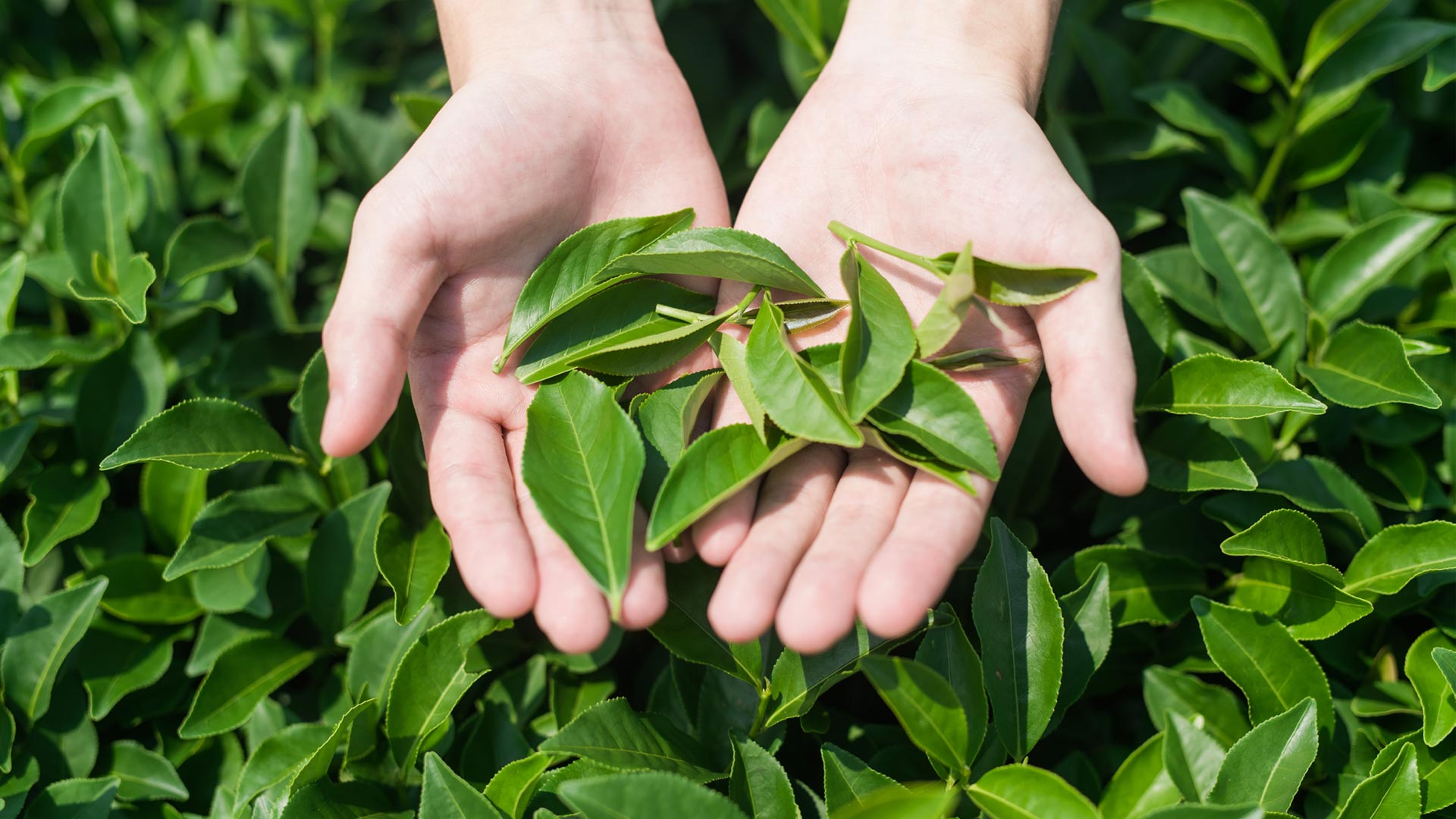 Hands holding fresh tea leaves